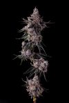 Lemon Cherry Pavé Feminised strain by Compound Genetics