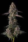 Khumamotoz Feminised strain by Compound Genetics