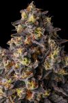 Khumamotoz Feminised strain by Compound Genetics