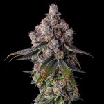 90 Proof Feminised strain by Compound Genetics