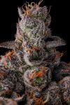90 Proof Feminised strain by Compound Genetics