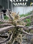 Guava RF3 Auto by Fast Buds