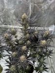 Guava RF3 Auto by Fast Buds