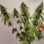Brume of Incense Feminised strain by Ace Seeds