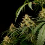 Zesty Bliss strain from Paradise Seeds