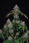 Velvet Mist strain from Paradise Seeds