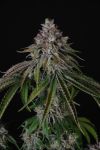Velvet Mist strain from Paradise Seeds