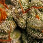 Velvet Mist strain from Paradise Seeds