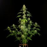 Tropical Fruit Cake strain by Paradise Seeds