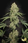 Tropical Fruit Cake strain by Paradise Seeds