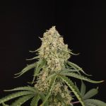 Tropical Fruit Cake strain by Paradise Seeds