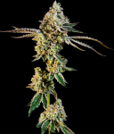 Animal Mints Feminized Seeds - BULK x 100