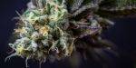 Ice Cream Cake Feminized Seeds - BULK x 100