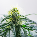 Jack Herer Auto Feminized Seeds - BULK x 100