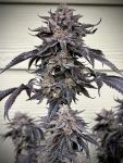 Zodaza strain by Umami Seed Co.