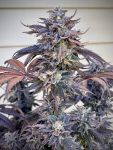 Zodaza strain by Umami Seed Co.