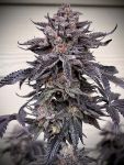 Zodaza strain by Umami Seed Co.