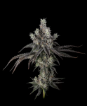 Zoda BX1 strain by Umami Seed Co.