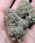 Zeltzer strain by Umami Seed Co.