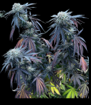 Sunset Lime strain by Umami Seed Co.