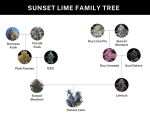 Sunset Lime strain by Umami Seed Co.