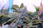 Lime Suki strain by Umami Seed Co.