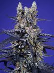 Super Boof XL Auto from Sweet Seeds