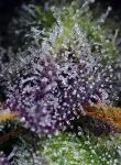 Super Boof XL Auto from Sweet Seeds