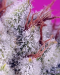 Pink Guava F1 Fast Version from Sweet Seeds