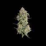 Seedsman Lilac Cookies Auto strain