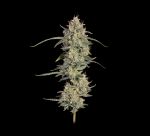 Seedsman Chem Cookies Auto strain
