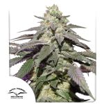Skywalker Haze Auto Feminizowane Nasiona