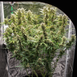 Skywalker Haze Auto Feminizowane Nasiona
