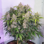 Skywalker Haze Auto Feminizowane Nasiona