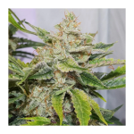 Skywalker Haze Auto Feminizowane Nasiona