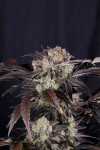 Frost Banger F4 Auto from Fast Buds