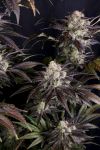 Frost Banger F4 Auto from Fast Buds