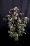 Frost Banger F4 Auto from Fast Buds
