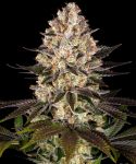 Barney's Farm Gas Pack bundle of strains