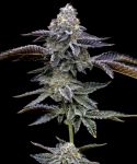 Barney's Farm Gas Pack bundle of strains