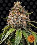 Barney's Farm Gas Pack bundle of strains
