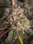Jealousy Auto Feminized Seeds - BULK x 100