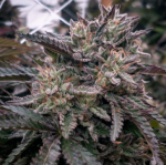 Lava Cake Feminized Seeds - BULK x 100