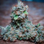 London Pound Cake Feminized Seeds - BULK x 100