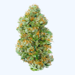 London Pound Cake Auto Feminized Seeds - BULK x 100