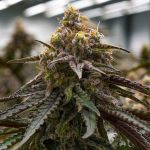 MAC 1 Feminized Seeds - BULK x 100