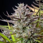Mimosa Feminized Seeds - BULK x 100