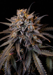 Mimosa Auto Feminized Seeds - BULK