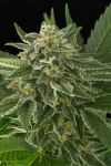 Moby Dick Auto Feminised Seeds - BULK x 100