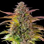 Cookies Sherbet Feminised Seeds - BULK x 100
